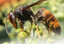 Jornada tècnica sobre la gestió local de la vespa asiática