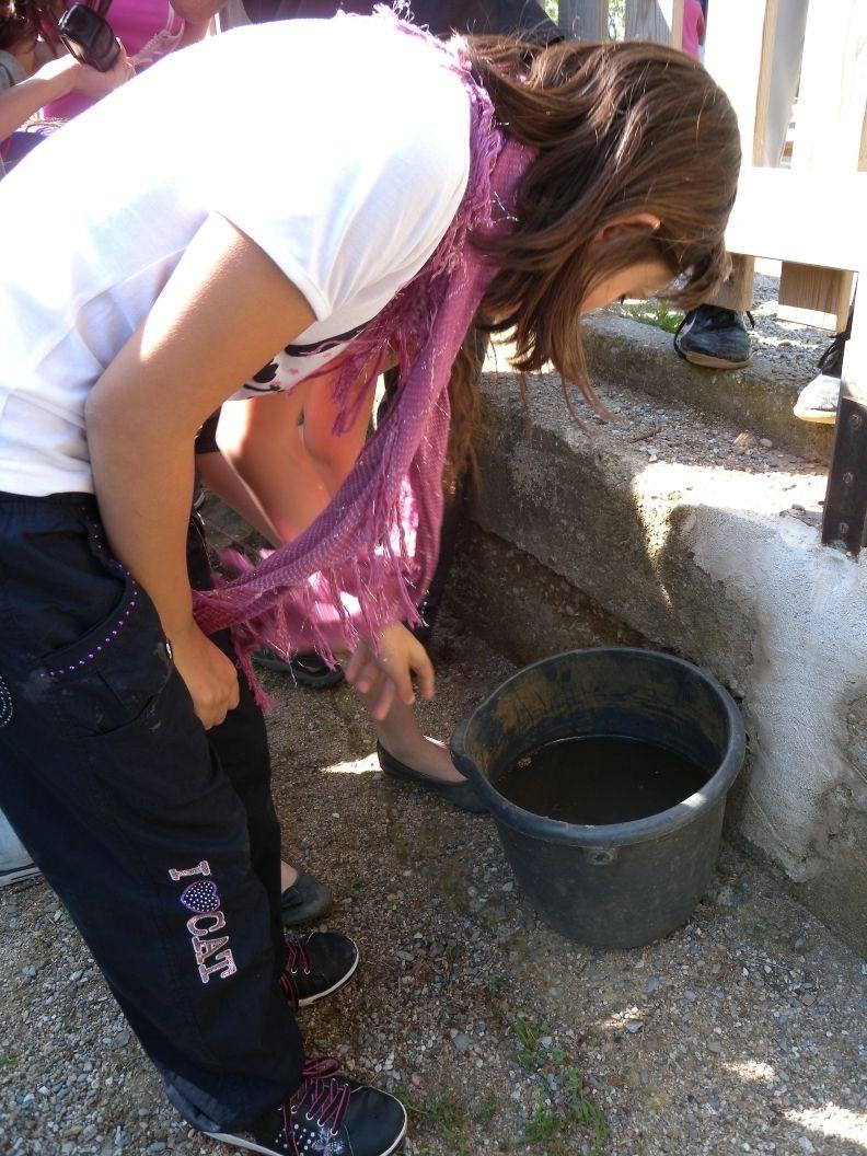 S'inicia la 2a fase del projecte educatiu del mosquit tigre