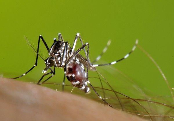 Imatge d'arxiu d'un exemplar de mosquit tigre